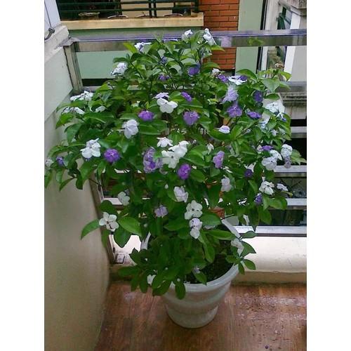 Bầu NHÀI NHẬT hoa tím đổi màu, chậu đẹp, cây lớn, to khỏe hoa thơm