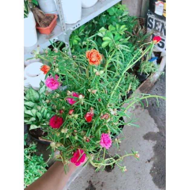 Chậu mười giờ giống khoẻ đẹp