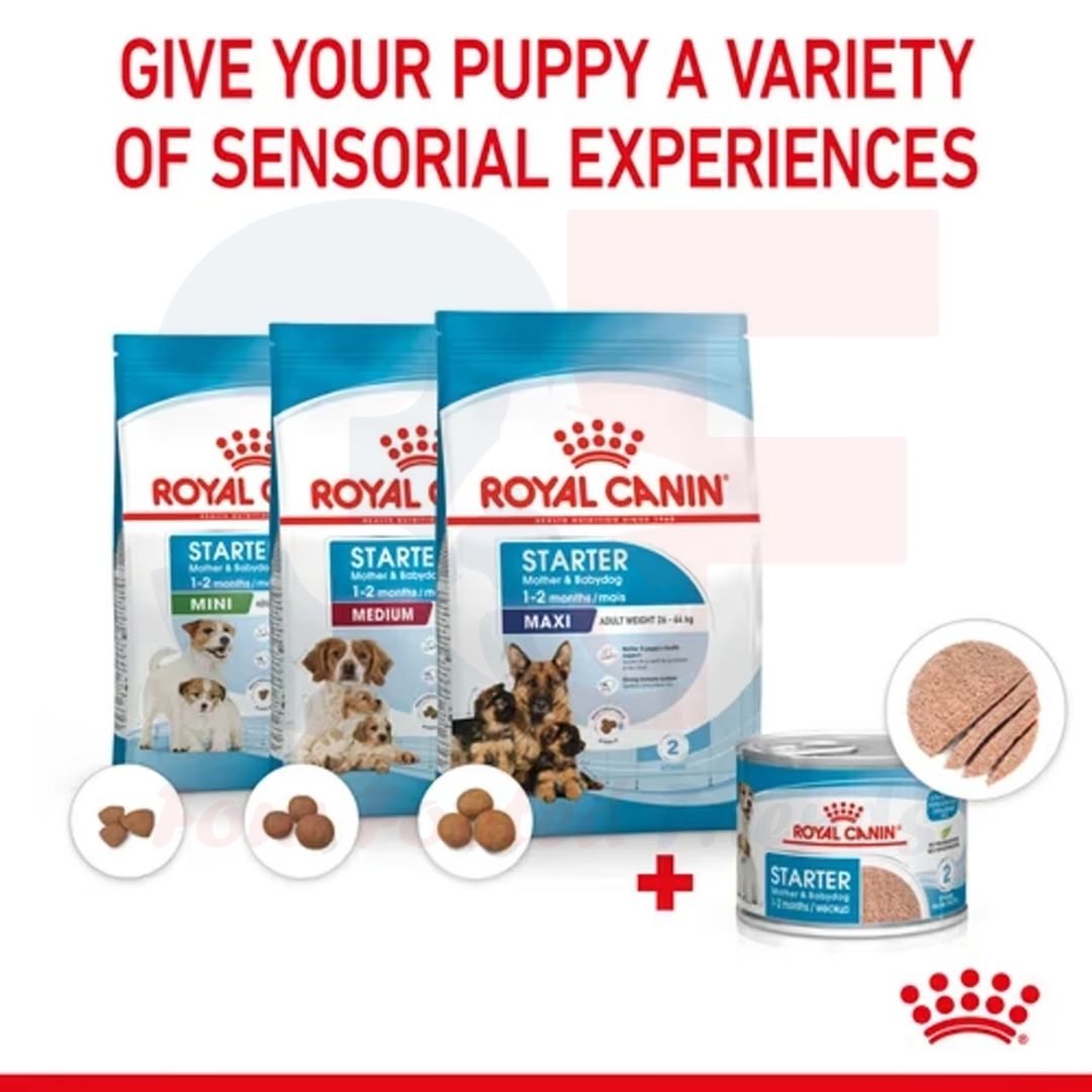 Pate thức ăn ướt Royal Canin Starter Mousse Mother &amp; Babydog Dành Cho Chó Mẹ Mang Thai VÀ Cho Con Bú, Chó Con Dưới 2 Tháng Tuổi Dạng Loaf - Lon 195gr