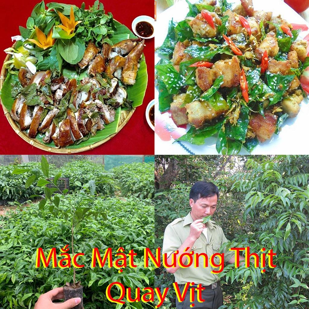 500gr lá mắc mật tươi -gia vị không thể thiếu khi làm món quay và nướng đặc sản