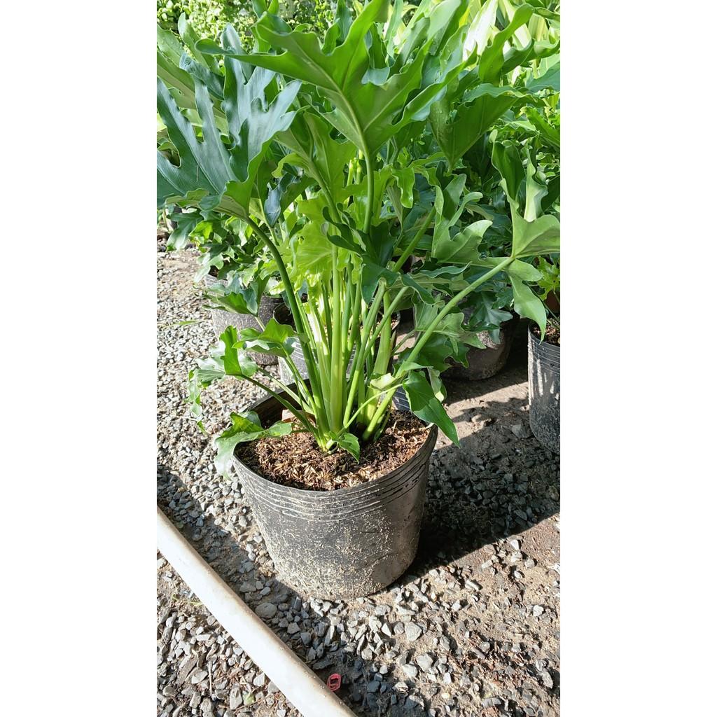 Cây Trầu Bà Thanh Xuân