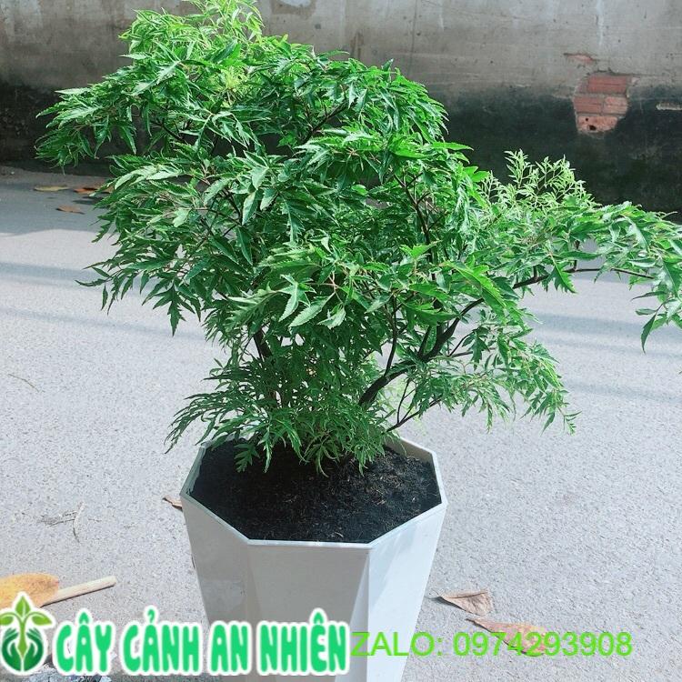Chậu Cây Đinh Lăng