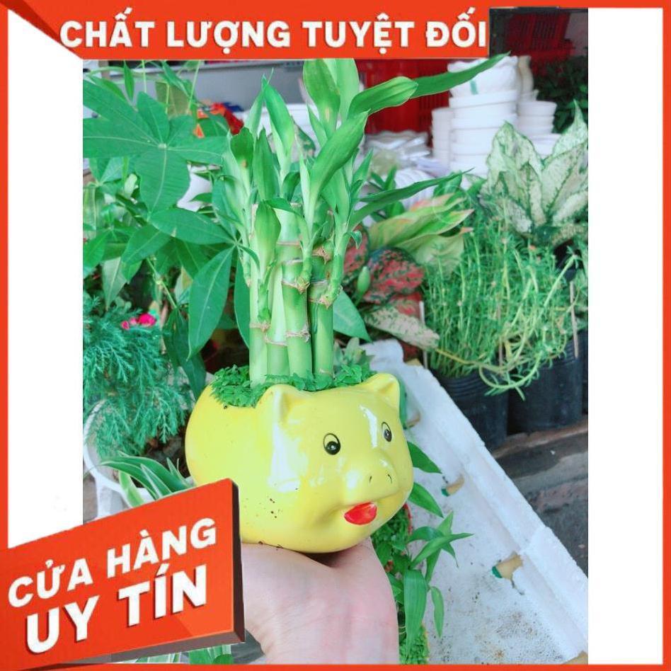 Chúc phát tài heo vàng để bàn