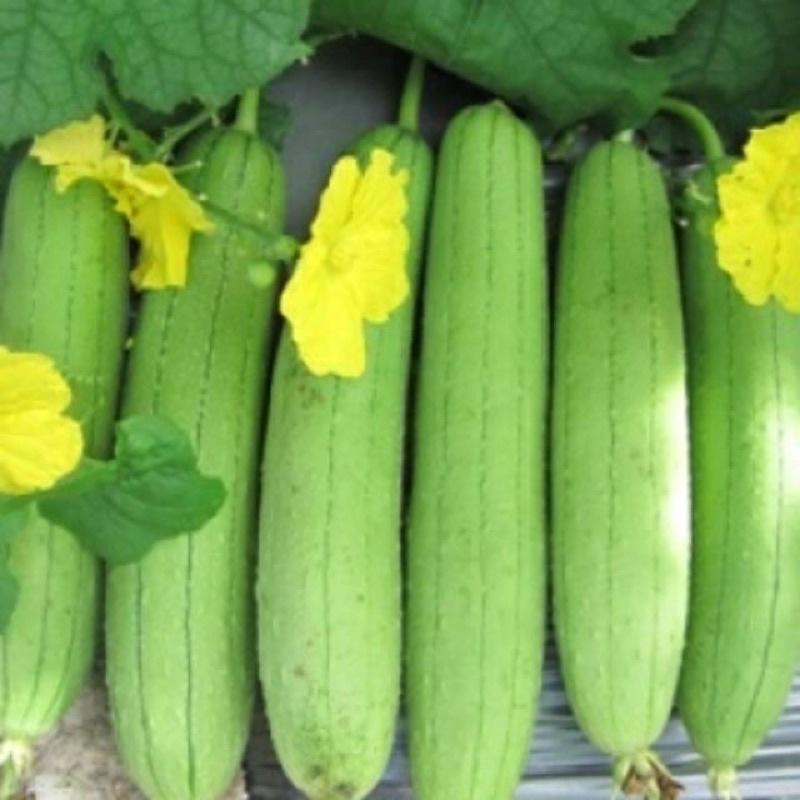 10 hạt mướp hương Thái Lan F1