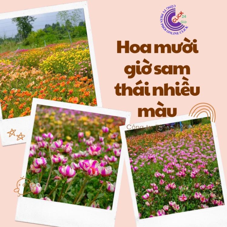 1 Ký Cành Giống Hoa Sam Chuẩn SAM THÁI Nhập Khẩu Hoa To Nhiều Màu Hoa Mười Giờ Bonsai & Phụ Kiện