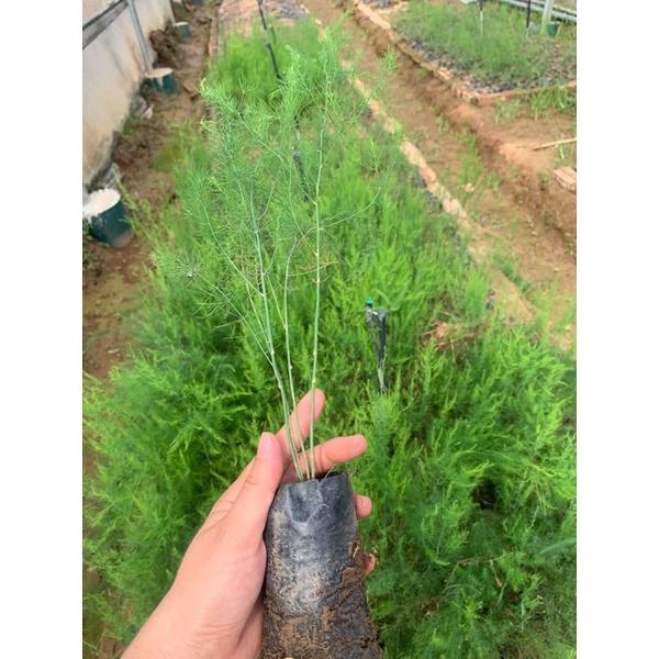 Cây măng tây Thái xanh gieo hạt cao 20-40 cm ( ảnh thật hình cuối)