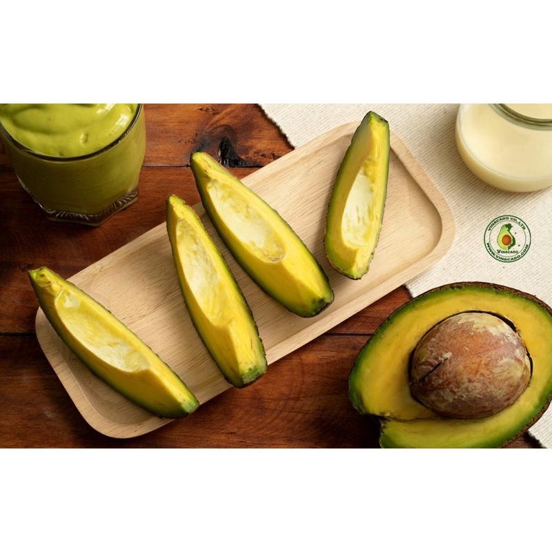 Cây bơ sáp quả to tròn rất dễ trồng và chăm sóc