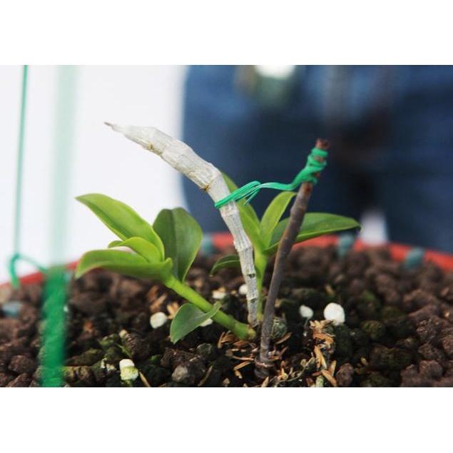 Phân bón tan chậm thông minh RYNAN FLOWERMATE 230 : Chuyên dùng cho phong lan
