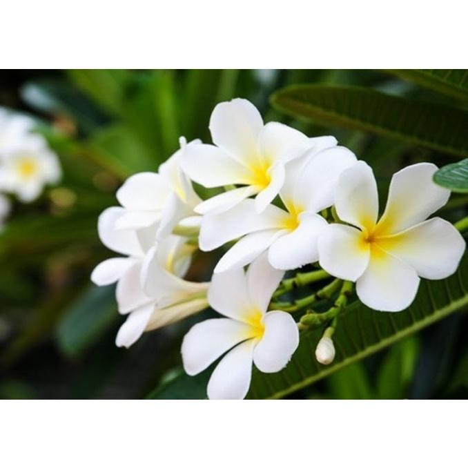 Cây sứ đại hoa vàng hoa rất thơm