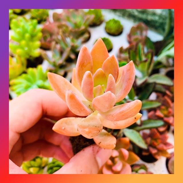 SEN ĐÁ ĐÁ ĐỎ SIZE MINI SIÊU KHOẺ ĐẸP LỖI 1 ĐỔI 1