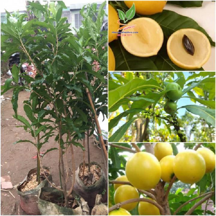 Cây Vú Sữa Hoàng Kim giống