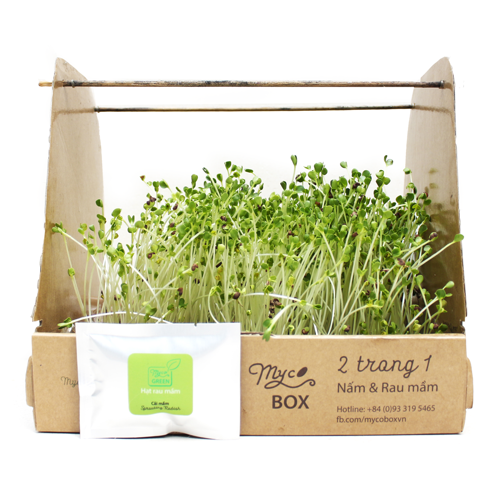 MycoBOX - Kit trồng Nấm Rơm thông minh MycoBOX - Smart growing Straw Mushroom Kit