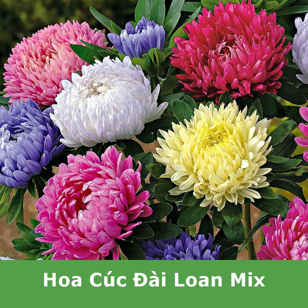 Hạt Giống Hoa Cúc Đài Loan Nhiều Màu Mix
