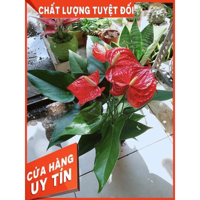 Cây Hồng Môn