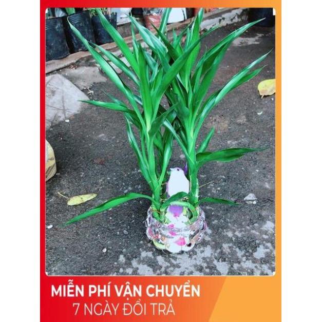 Chậu Cây Phát Tài