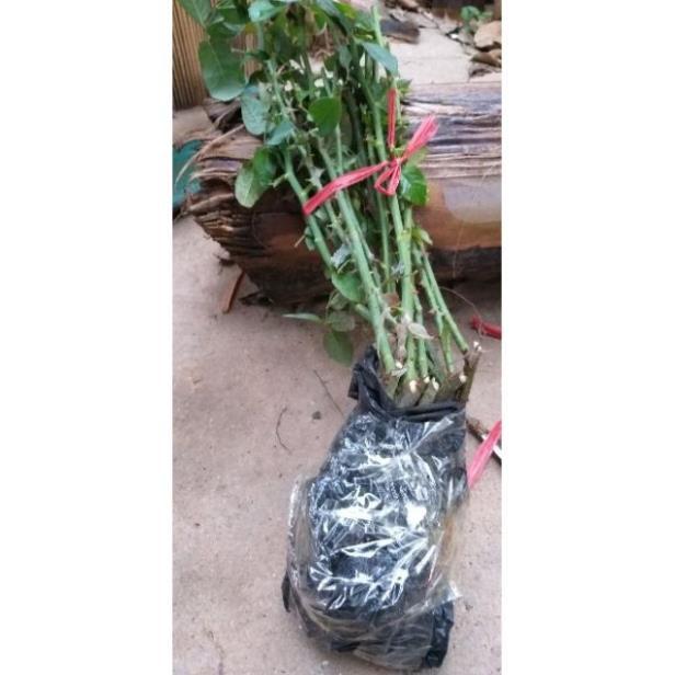 Hồng cổ nhiều màu