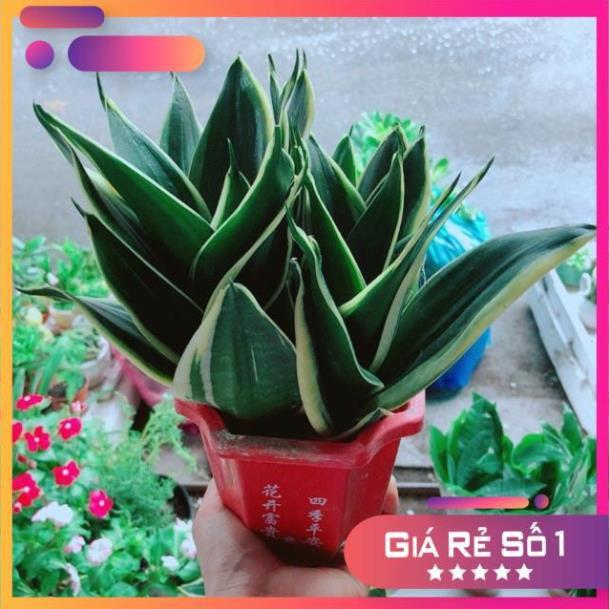 Chậu Lưỡi Hổ Thái Xanh