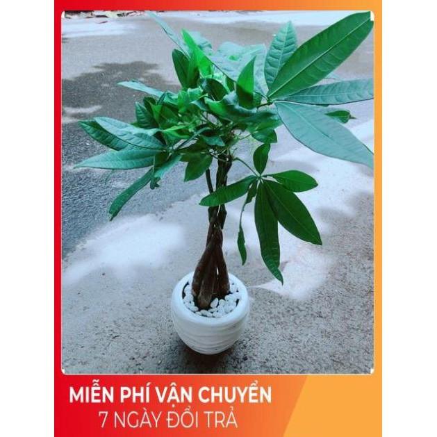 Chậu Kim Ngân 5 Thân Thắt Bính