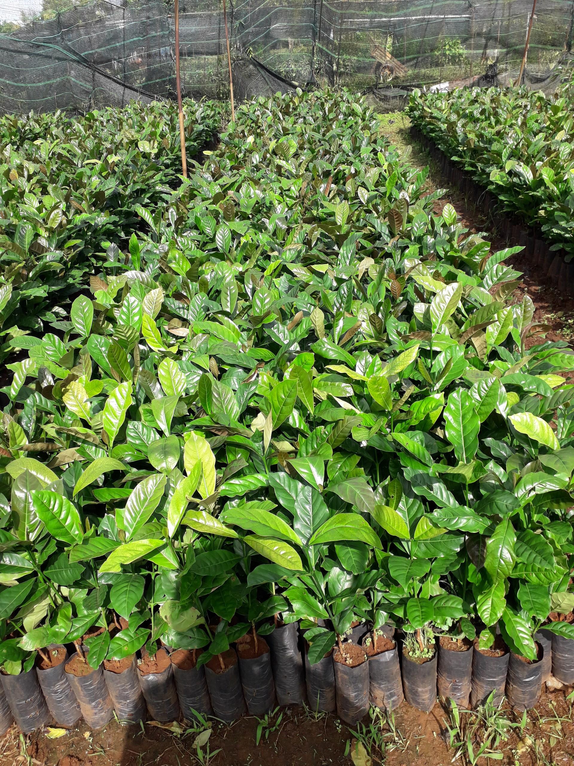 Cây giống Cà Phê vối CAO SẢN TR4