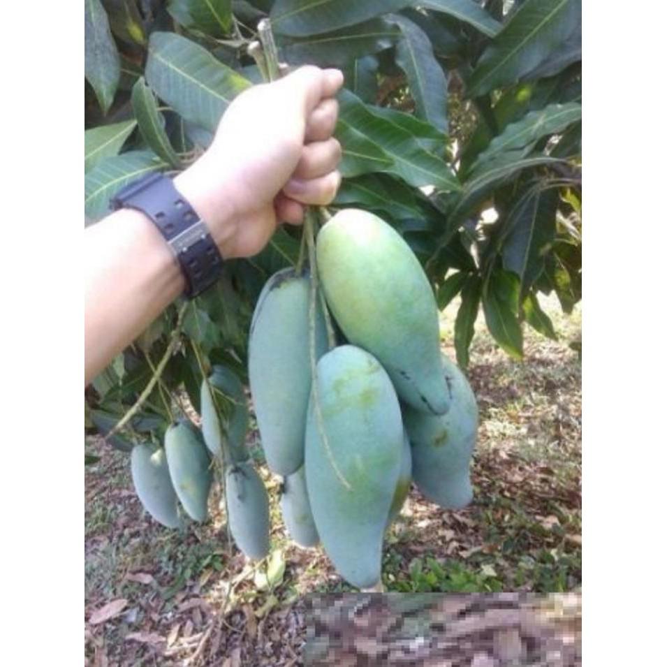 Cây giống XOÀI THÁI miền nam - Giống chuẩn F1 - Siêu sai quả ngon, ngọt