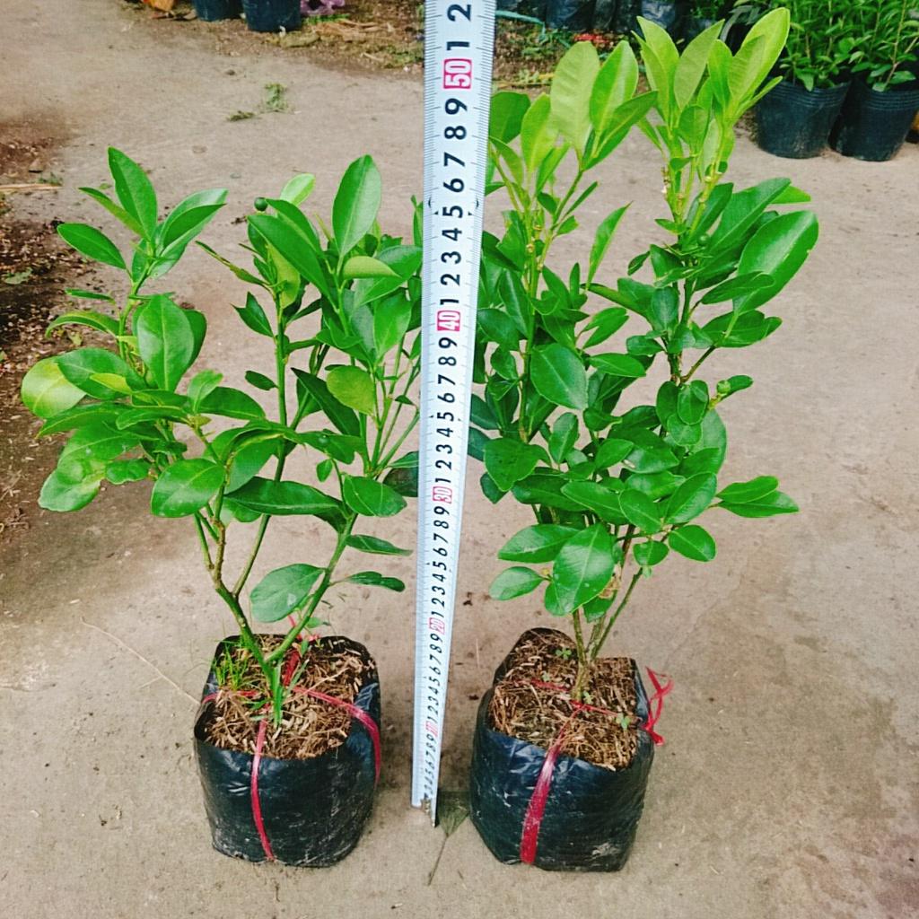 Cây tắc chua - cây đang cho trái + tặng phân bón