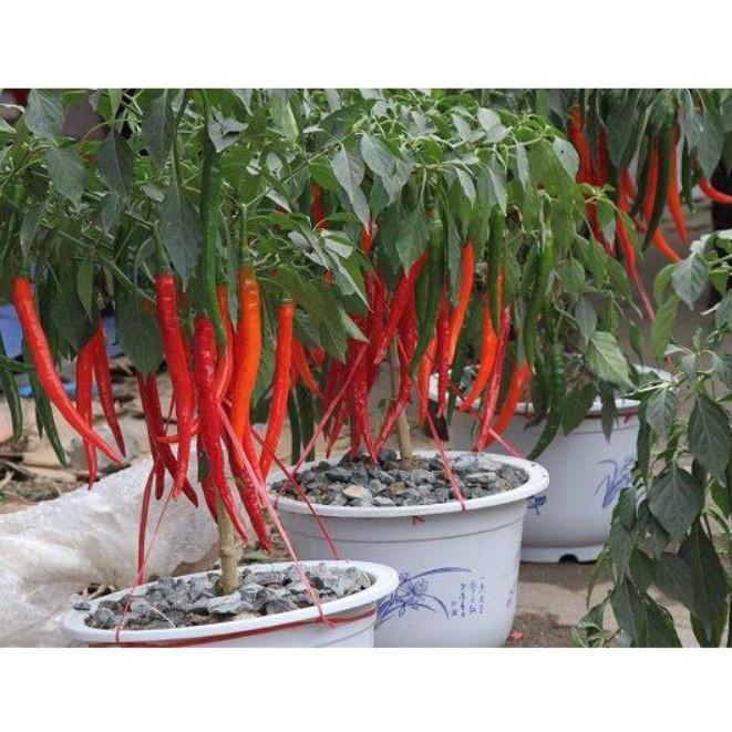 30 hạt Ớt chỉ địa Hàn Quốc F1 quả 14-18cm
