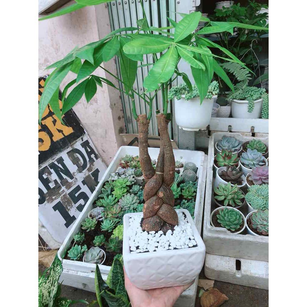Chậu kim ngân thắt bím 3 thân Bán Chạy