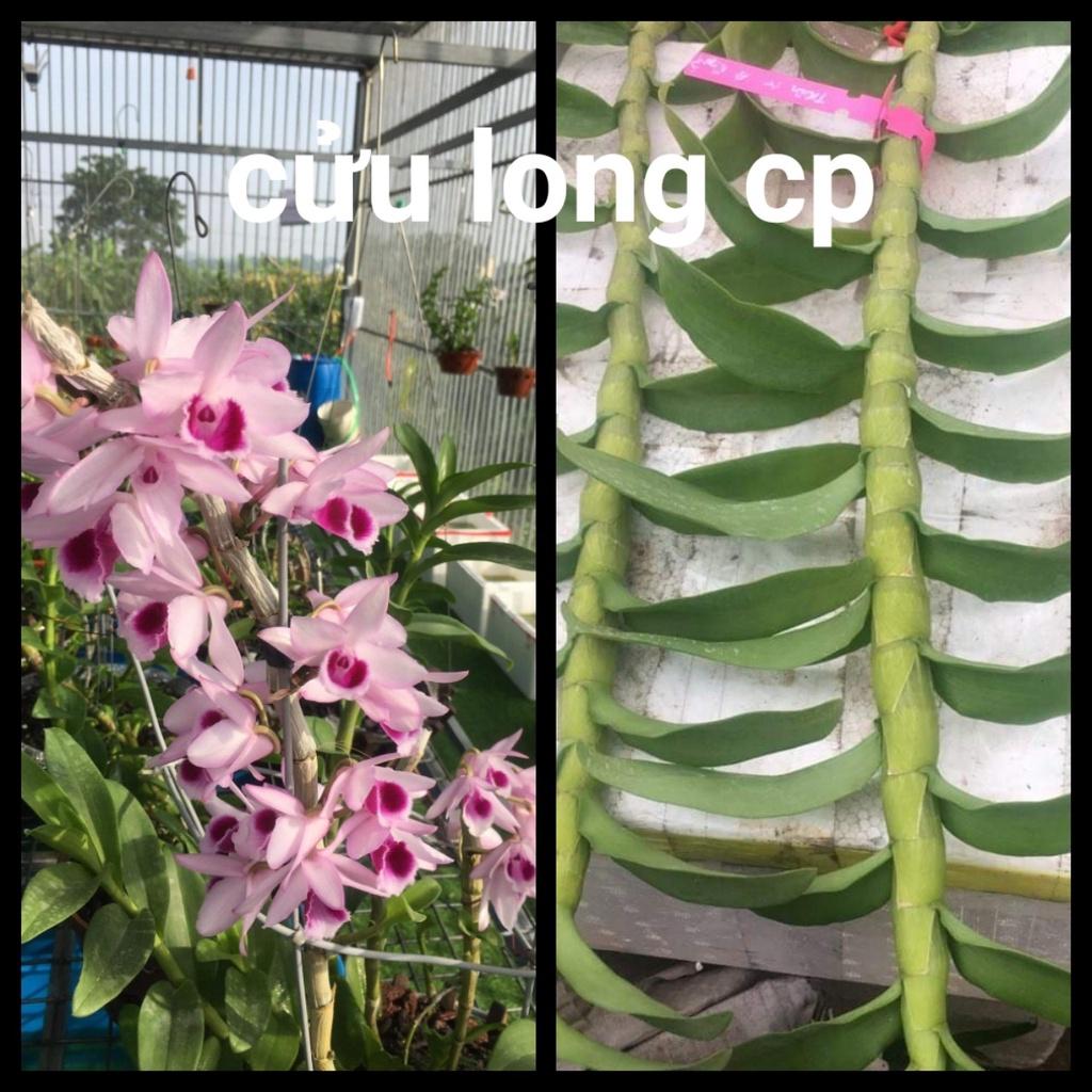 Hoa lan phi điệp tím bắc cạn