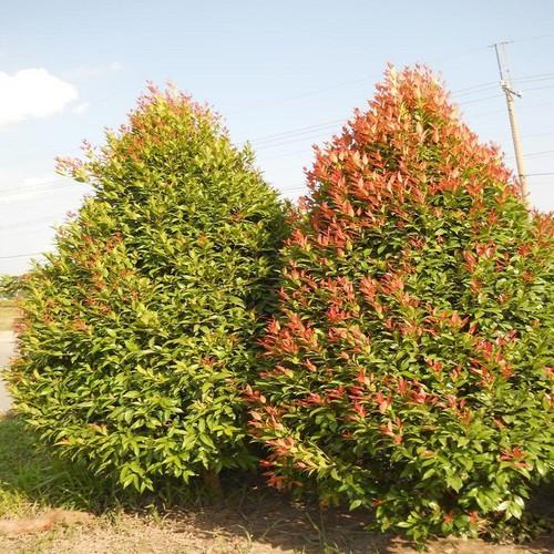 CÂY HỒNG LỘC, CÂY HỒNG LỘC - LOÀI CÂY MANG LẠI HỒNG PHÚC CHO GIA CHỦ