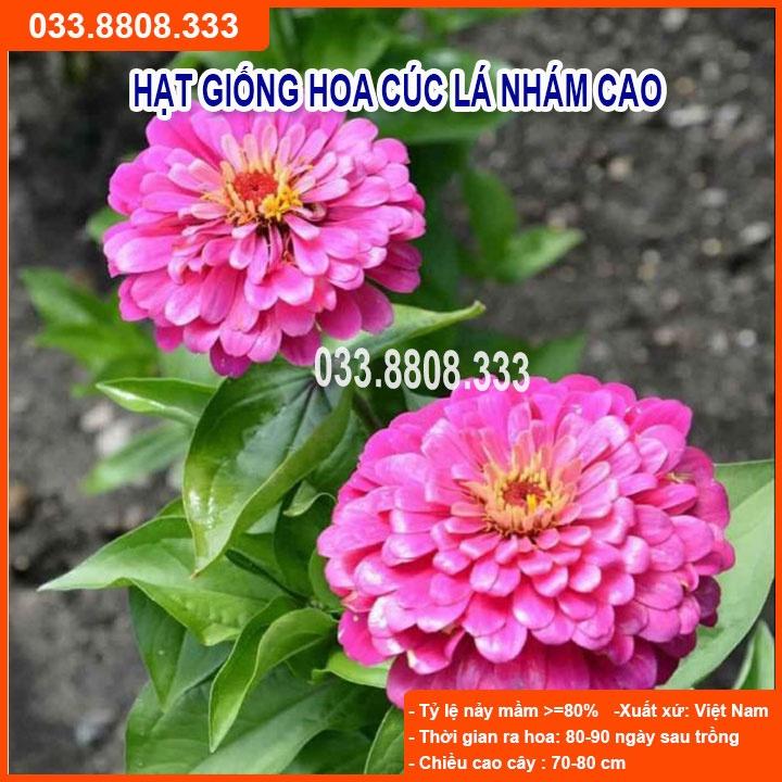 Hạt Giống Hoa Cúc Lá Nhám Cao -Hoa Đẹp Nhiều Màu