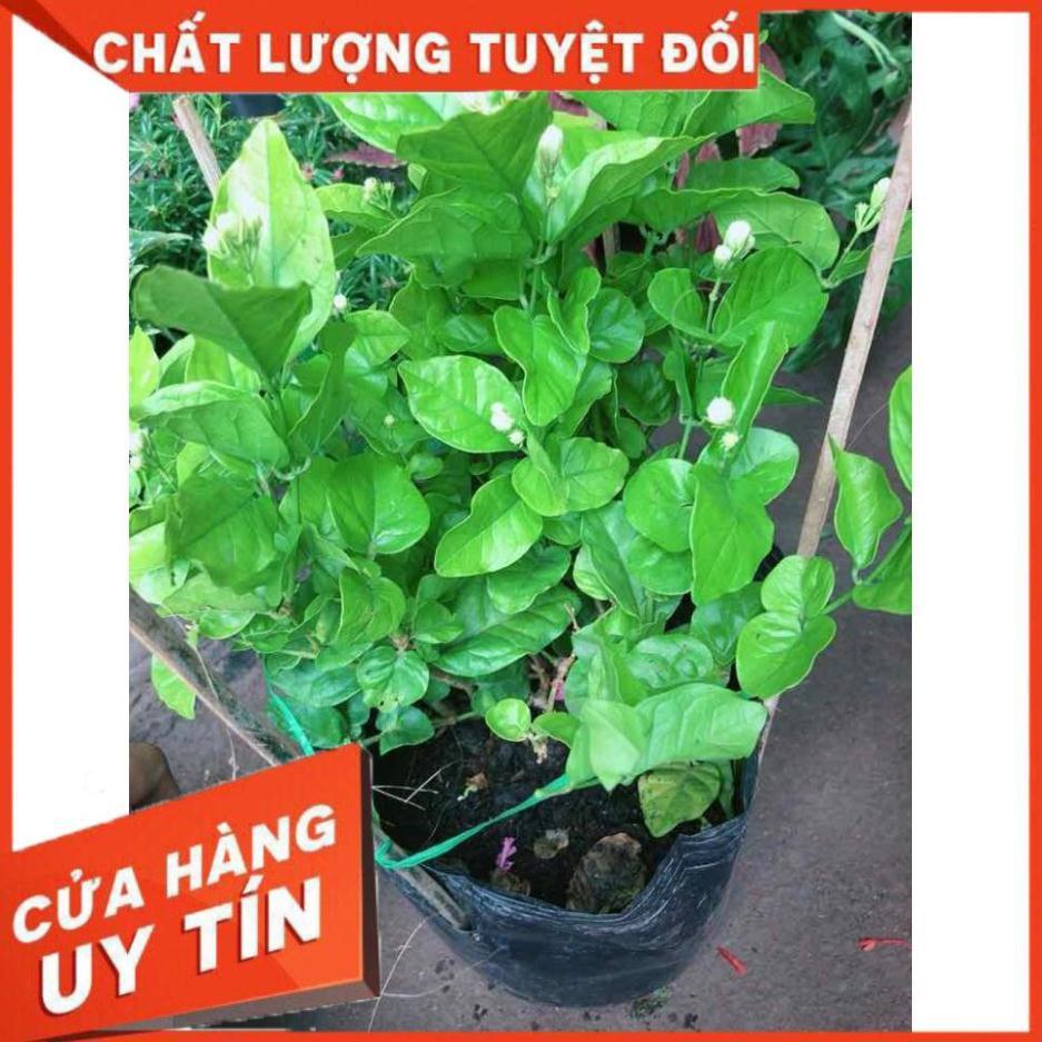 Cây hoa nhài Nhiều Người Mua