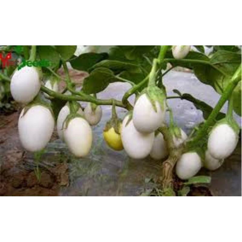 30 HẠT GIỐNG CÀ TRẮNG TRỨNG