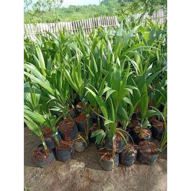 CÂY GIỐNG DỪA XIÊM XANH LÙN CHO TRÁI SAU 1 NĂM TRÔNG
