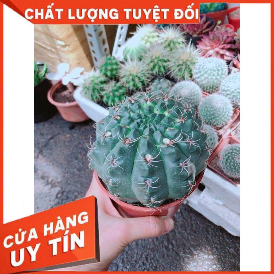 Chậu Xương Rồng Thần Long size đại Nhiều Người Mua