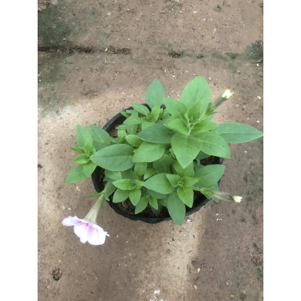 Cây hoa dạ yến thảo F2, chiều cao 15cm sức sống khỏe hoa cực bắt mắt dễ dàng chăm sóc thích hợp trang trí ban công