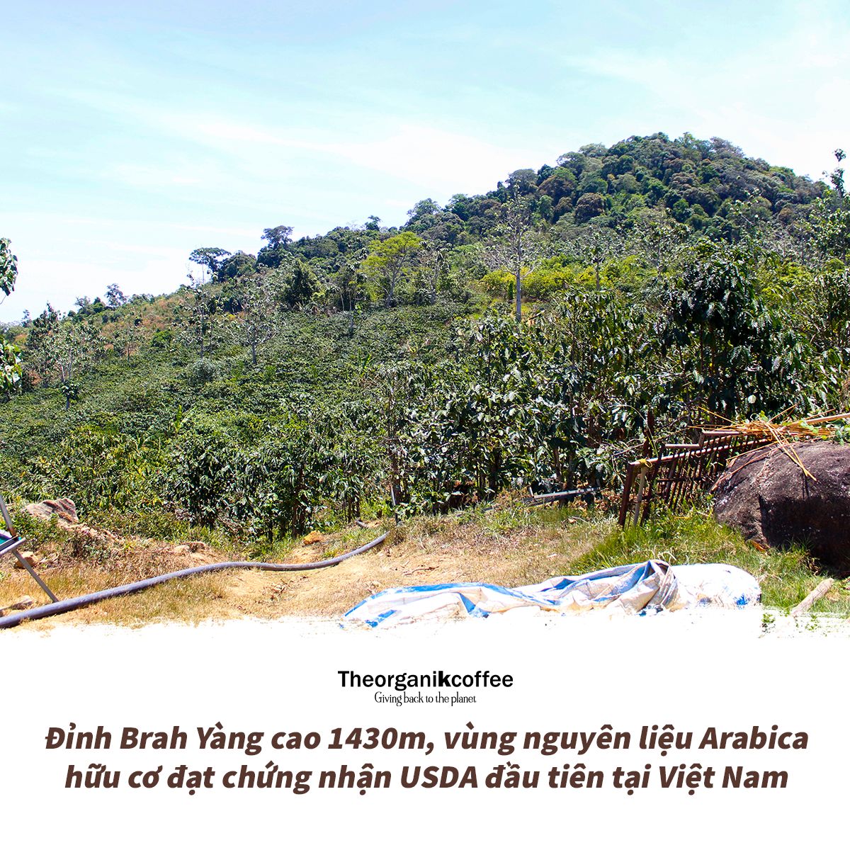 Cà phê Robusta hữu cơ rang mộc - dạng bột, 250g