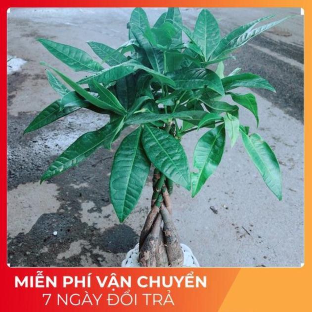 Chậu Kim Ngân 5 Thân Thắt Bính