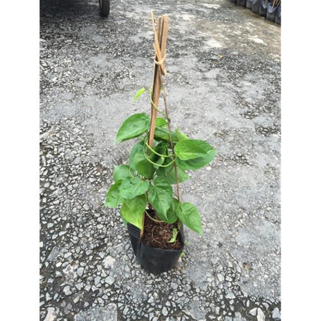 Chậu cây giống hoa thiên lý