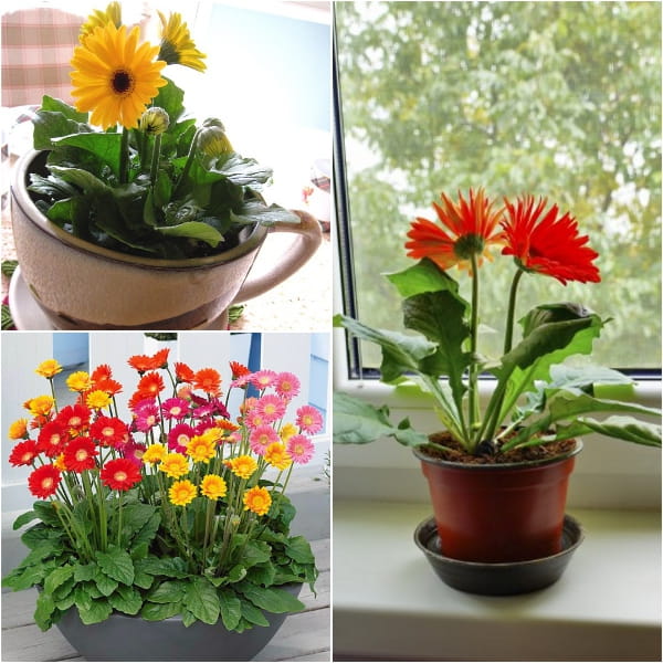 Chất dưỡng hoa tươi CHRYSAL, Dưỡng hoa lâu tàn