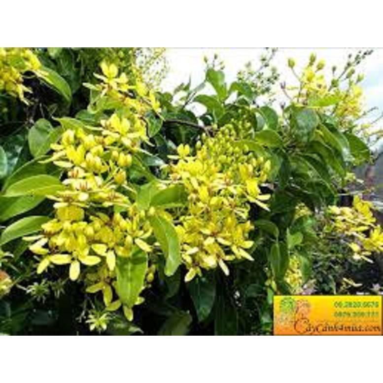 Muồng hoàng yến vàng-cây nguyên bầu gửi đi, cây lớn, gửi đi cắt lá
