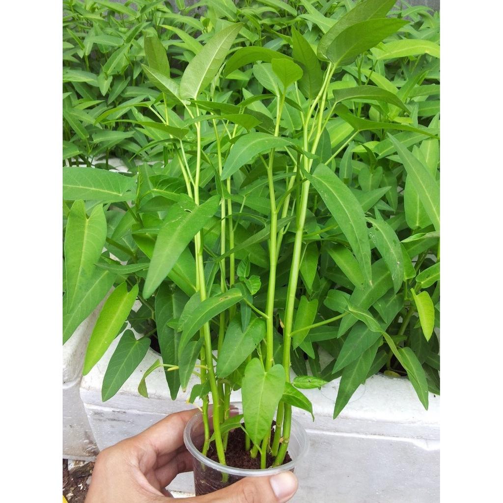 Hạt Giống Rau Muống Cao Sản Lá Tre - 1kg/gói