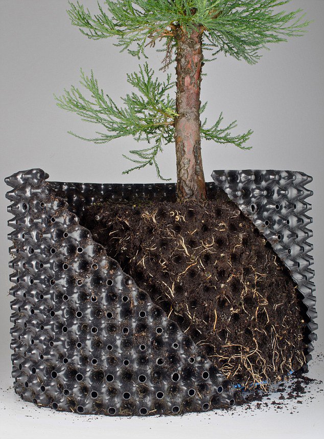 Bầu Ươm V6, Dày 0.7mm, Bầu Ươm Cây Thông Minh Cao 20cm đến 1m / Hồng Thanh Garden