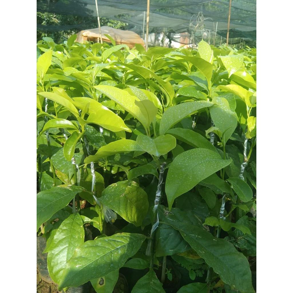 Cây dổi ghép cho trái sau 4 năm