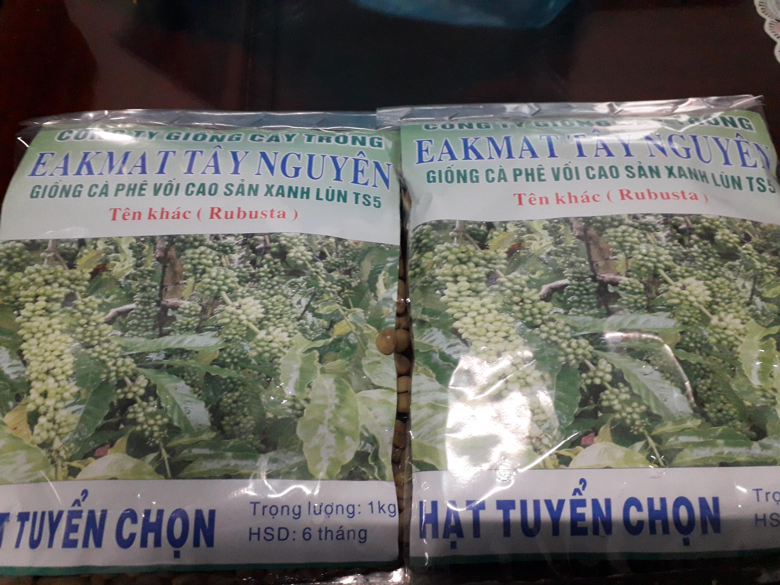 1 KG HẠT GIỐNG CÀ PHÊ XANH LÙN