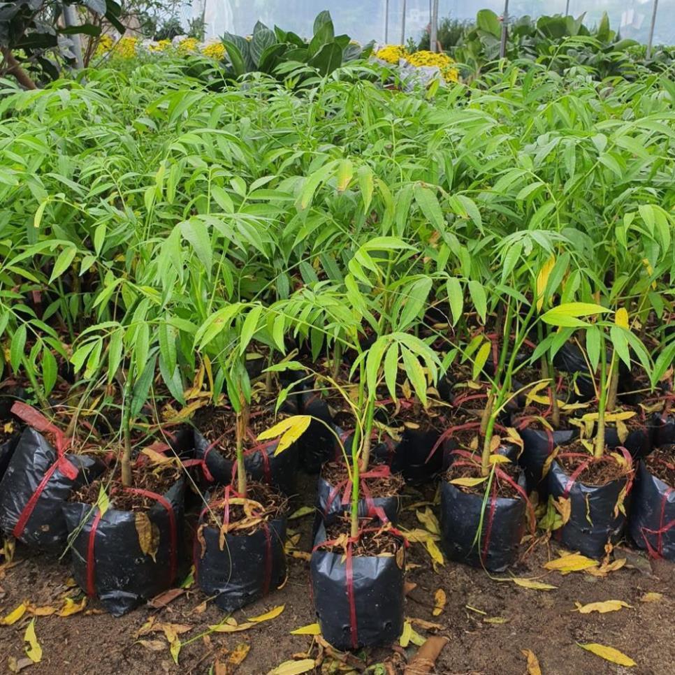 Cây giống cóc Thái, giống cóc Thái và kỹ thuật trồng sai quả