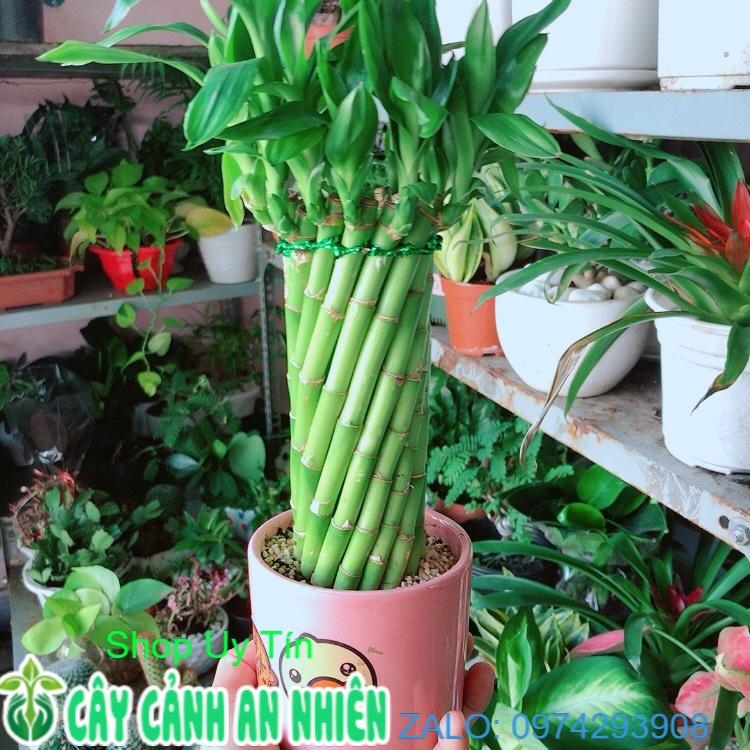 Chậu Trúc Phát Tài