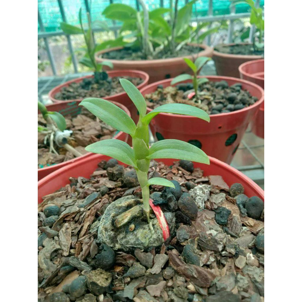 Hoa phong lan - phi điệp phú thọ mắt đỏ - phi điệp phú thọ mắt đỏ