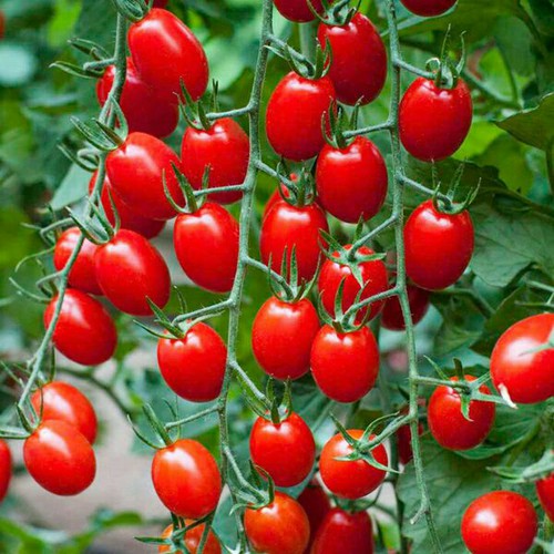 Hạt giống cà chua cherry F1- A6 0.5g