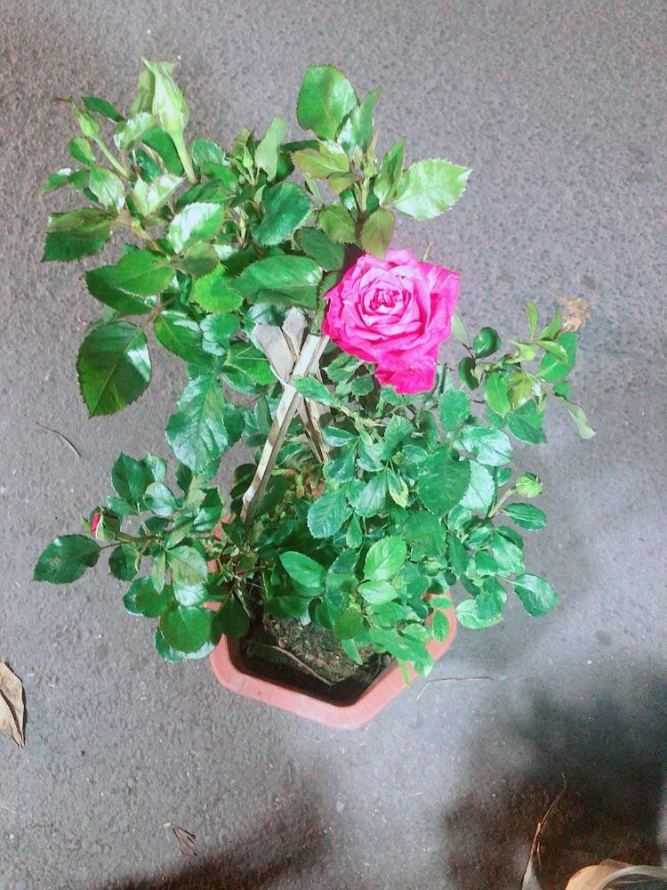 Chậu Hoa Hồng Leo
