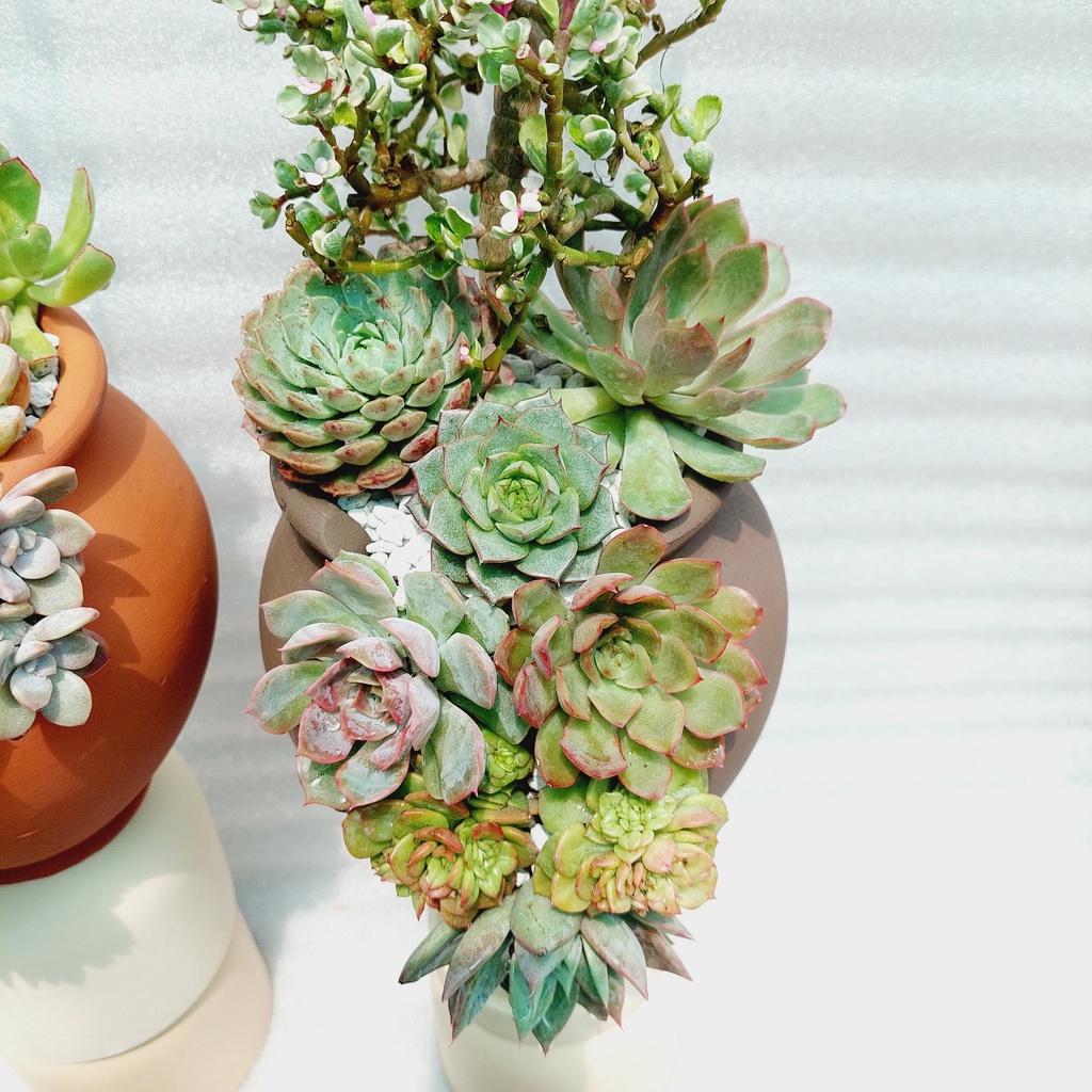 Chậu đất nung Bình Dương - Chum cao cắt vân mây, miệng chậu 14cm, chiều cao 20cm